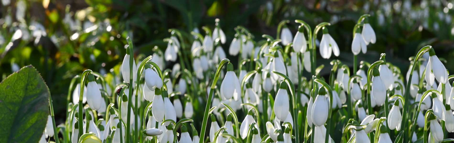 Bijzondere sneeuwklokjes en planten bij Coolplants