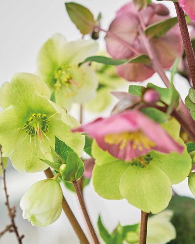 Découvrez l’Helleborus