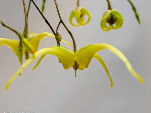 Shade plants