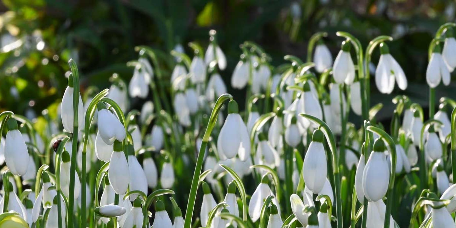 Snowdrops for enthusiasts and collectors