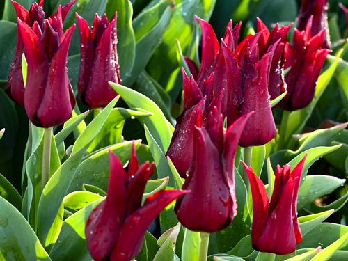 Flower bulbs
