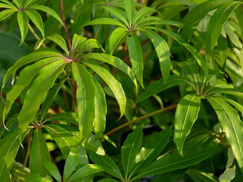 Trees & shrubs