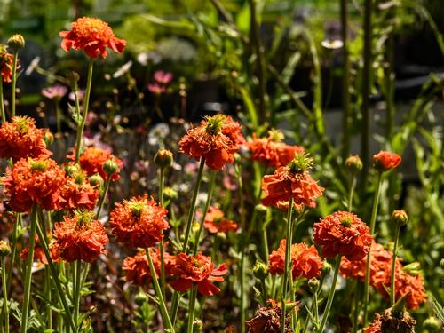 Perennials