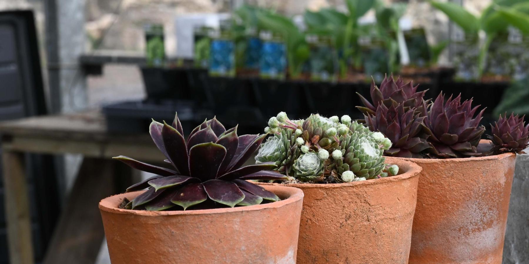 Special plants for gardens with character