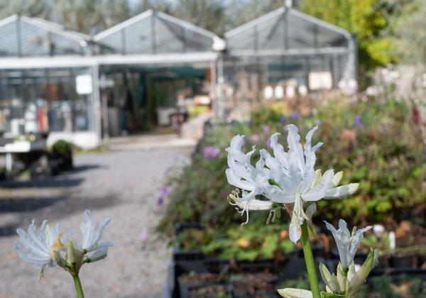 Special plants from a specialized nursery