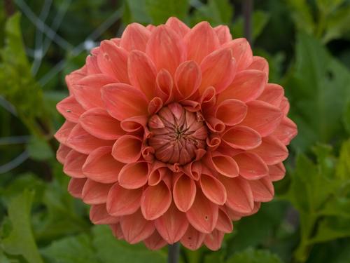 dahlia-oranje.jpg