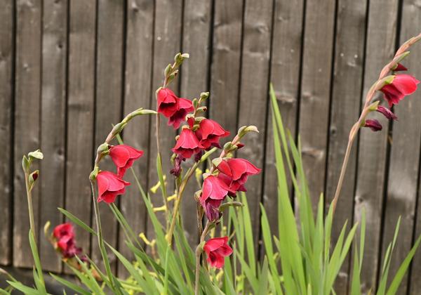 gladiolus-rood-bloem.jpg