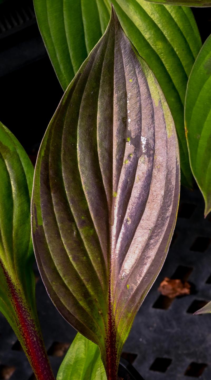 hosta-red-ninja-blad-groot.jpg