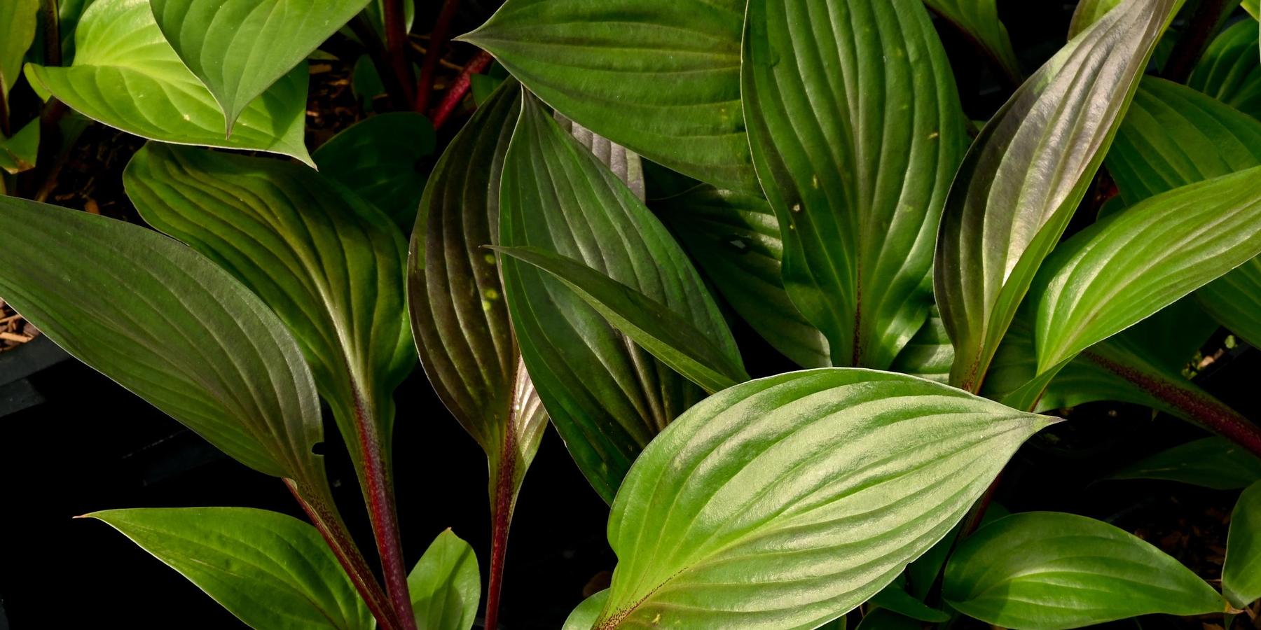 hosta-red-ninja-hero.jpg