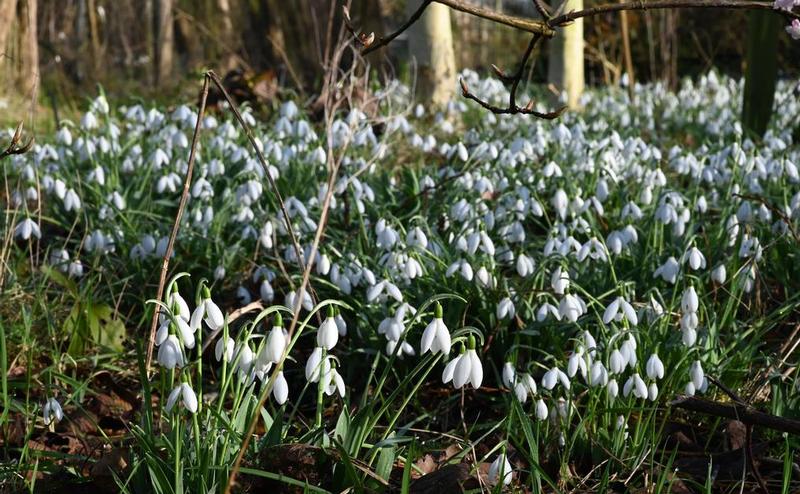 snowdrop summer list: from 1 July
