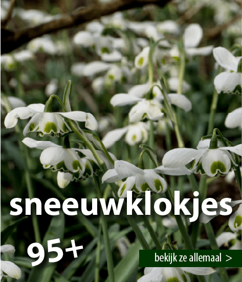 nl_galanthus-w51-8.png