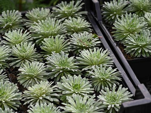 About Coolplants