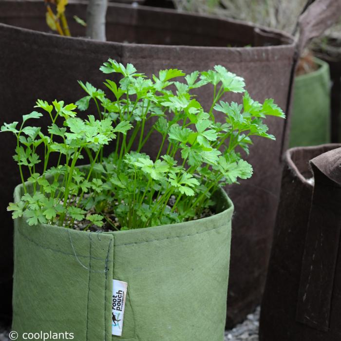 Root Pouch