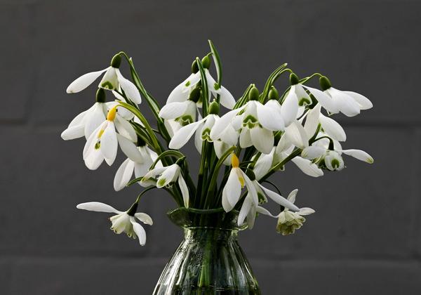Summer list snowdrops