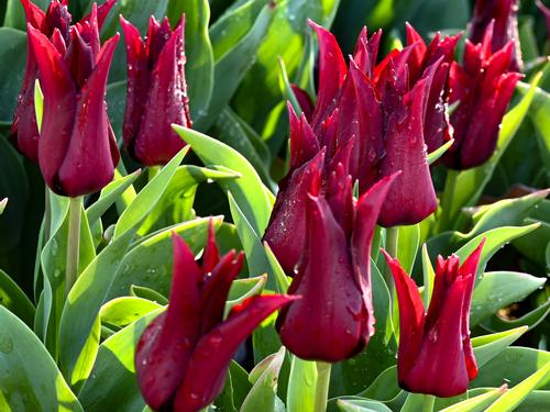 tulipa-rood-bloem.jpg